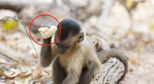 现代猴子仍能进化成人 巴拿马猴子进入 石器时代