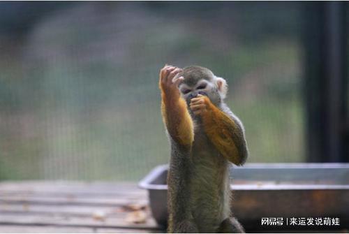 地球将进入第二人类文明 巴拿马猴已会用石器生活,引科学家担忧