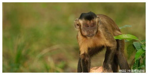 据说,巴拿马的猴类进入了石器时代,科学家担心它们会替代人类