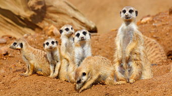 纳米比亚 博茨瓦纳 赞比亚 津巴布韦机票 当地16日游 纳米布红沙漠 辛巴红泥族 三明治湾冲沙 马卡迪卡迪盐沼 奥卡万戈三角洲 乔贝国家公园