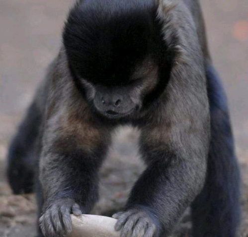 巴拿马猴类进入石器时代,科学家感到担忧,它们会变新型人类吗