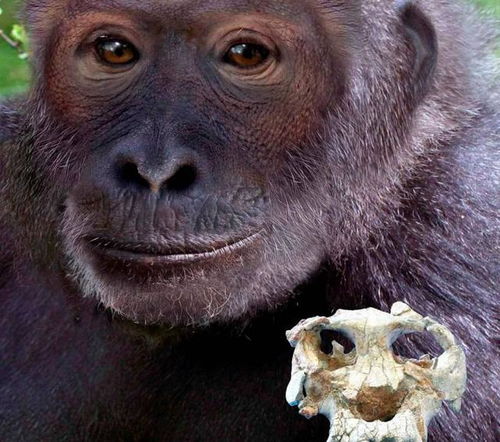 为什么没有发现过带尾巴的古人类化石 人的尾巴去哪儿了