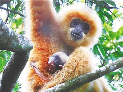 蹚出绿色发展新路子