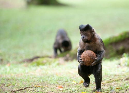 有一种生物可能进入 石器时代 ,会跟人类抢夺地球的霸主权吗