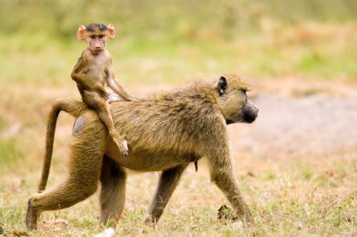 山魈是如何打死花豹的 神秘自然