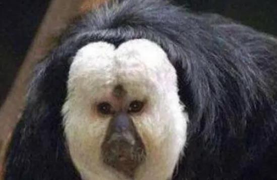 它是世界上抗性最高的生物,身体百毒不侵,但却惧怕着人类