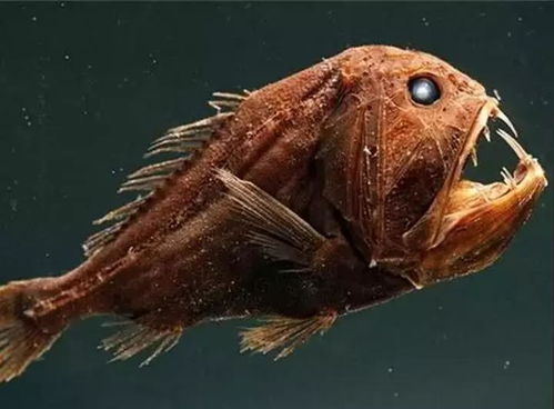 自然界有很多长的很随便的动物, 丝毫不注意自己的颜值