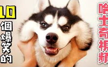 这只猫太聪明了,会自己穿衣服,但另一只秀斗猫,喜欢吃自己尾巴