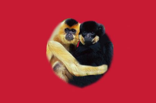 afatb联袂中国首席美女书法家李美妍推出全球首只婚姻信物产品 忠爱猿