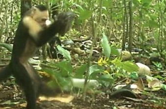 那些学会了使用石器的卷尾猴,有可能进化成高智慧动物吗