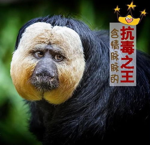 世界上最奇怪的动物之一 白面粗尾猿,你见过吗
