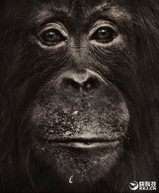 猿为什么不会进化成人 它们是人类表亲不是祖先