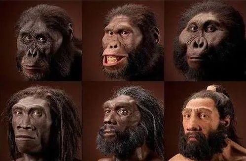 猿类为什么没有尾巴 转座因子也许是原因