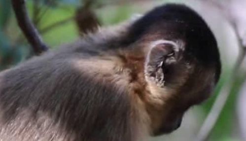 巴拿马猴已经进入了石器时代,继续进化的话,会不会威胁到人类