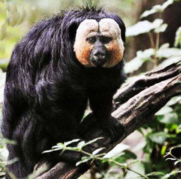 百毒不侵的尾猿 吃毒蛇如嗦螺蛳粉的奇异生物